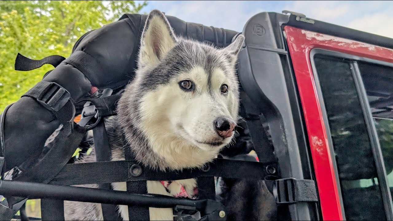 We Took Our Huskies on a Jeep Ride and Found THIS!
