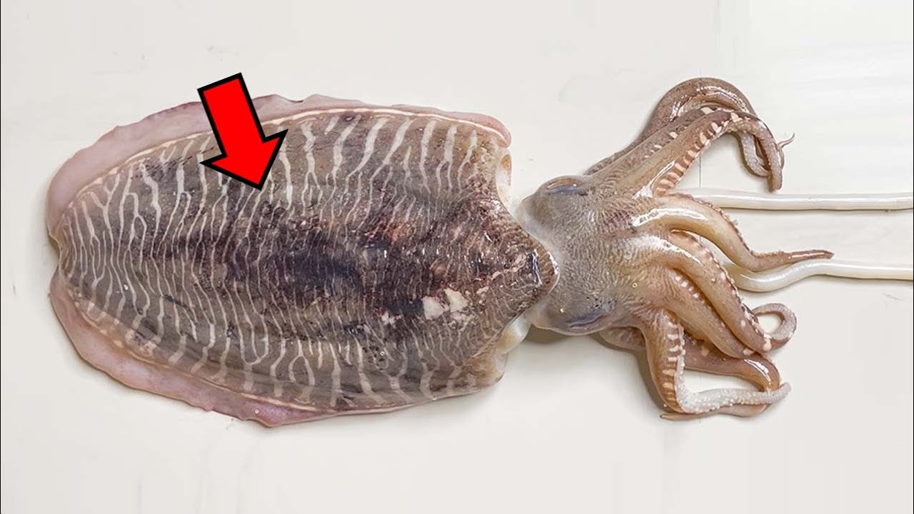 Cuttlefish Differ Significantly from Squid | Cuttlefish Dissection