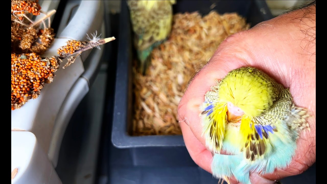 How many chicks I have in nest boxes?