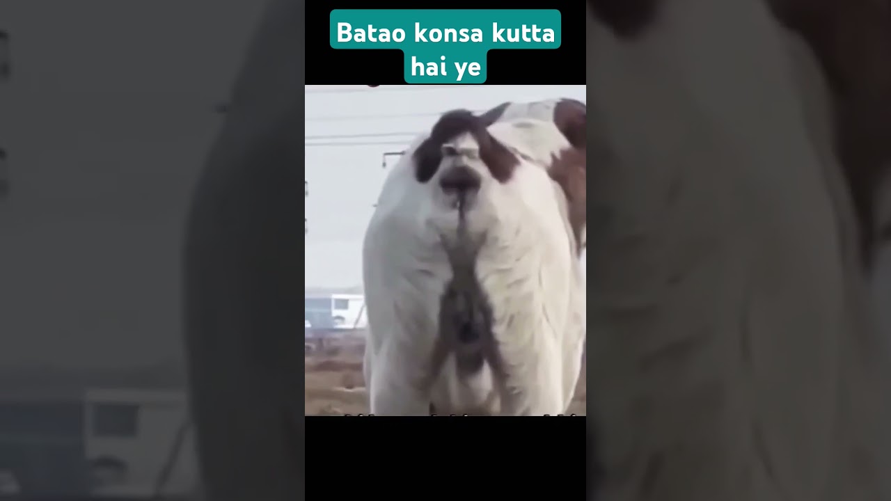 Funny 🤣 Dog #viral #short #trending #funny ##dog #lafter