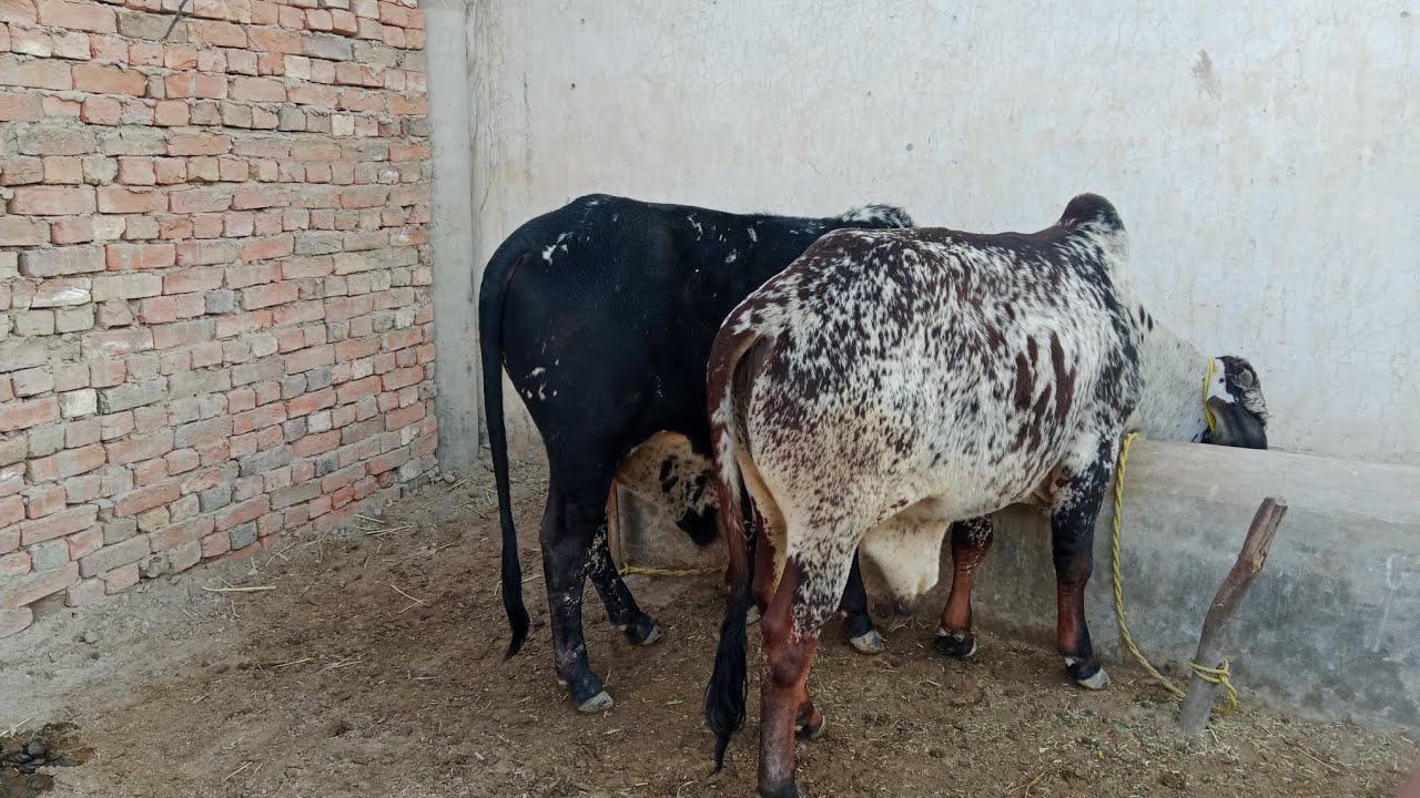 خانقاہ شریف دوست کی شادی کے ولیمے پر گئے #saraiki vlogs 