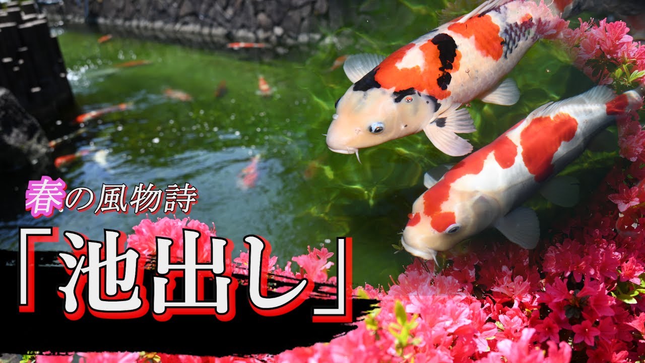 【貴重映像】厳しい冬を乗り越え屋内から外へ！ -錦鯉の里の池出し作業-