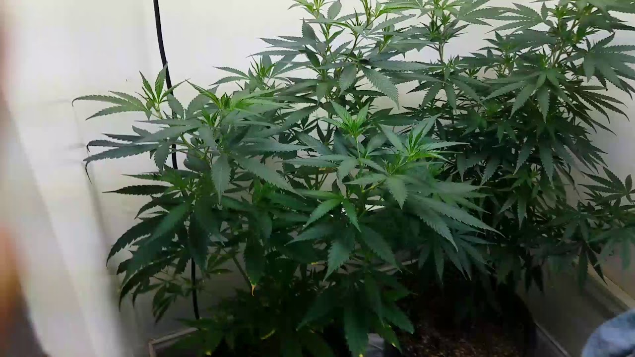 White Widow and Citrus Haze ready to flower