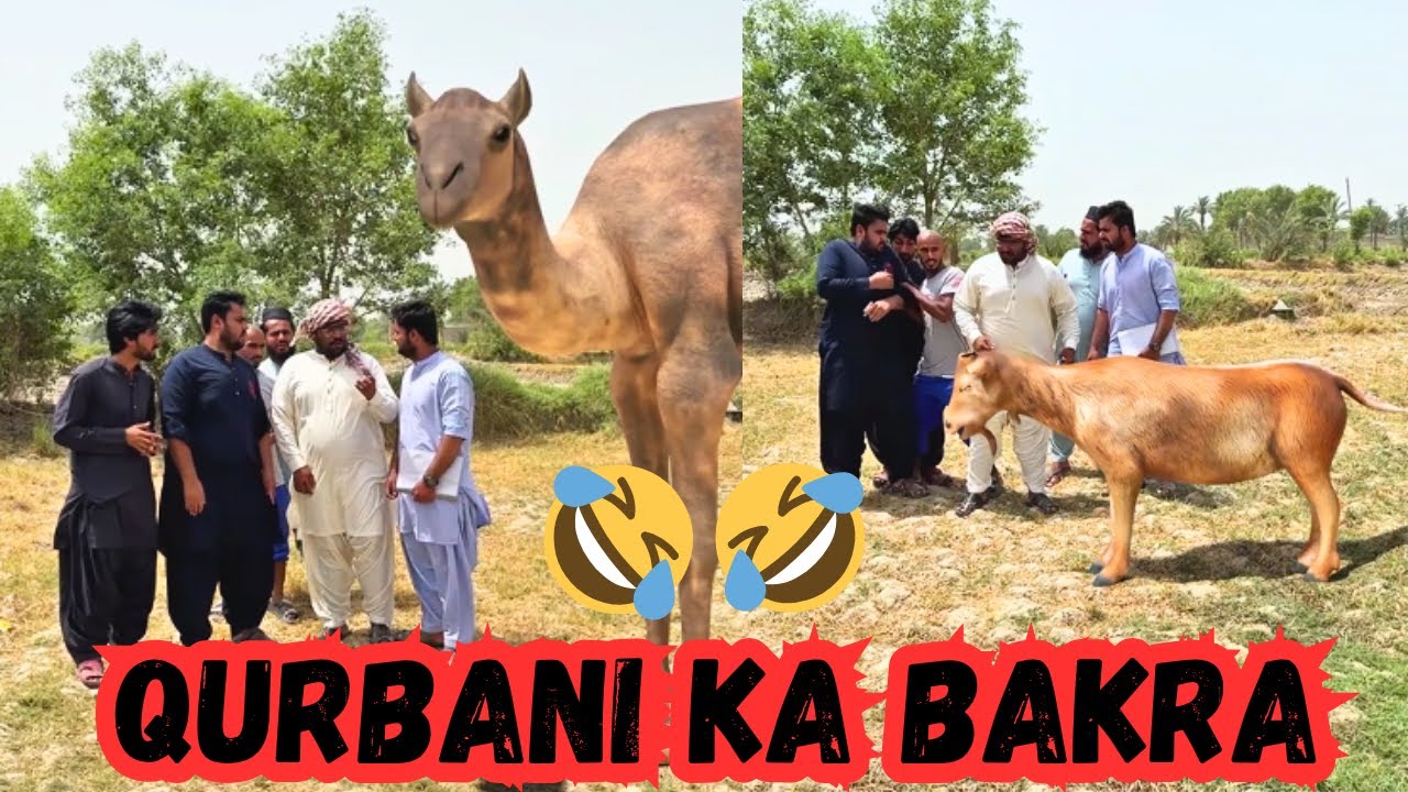 Bakray 🐐 Ko Oonth 🐪 Bana Diya😳