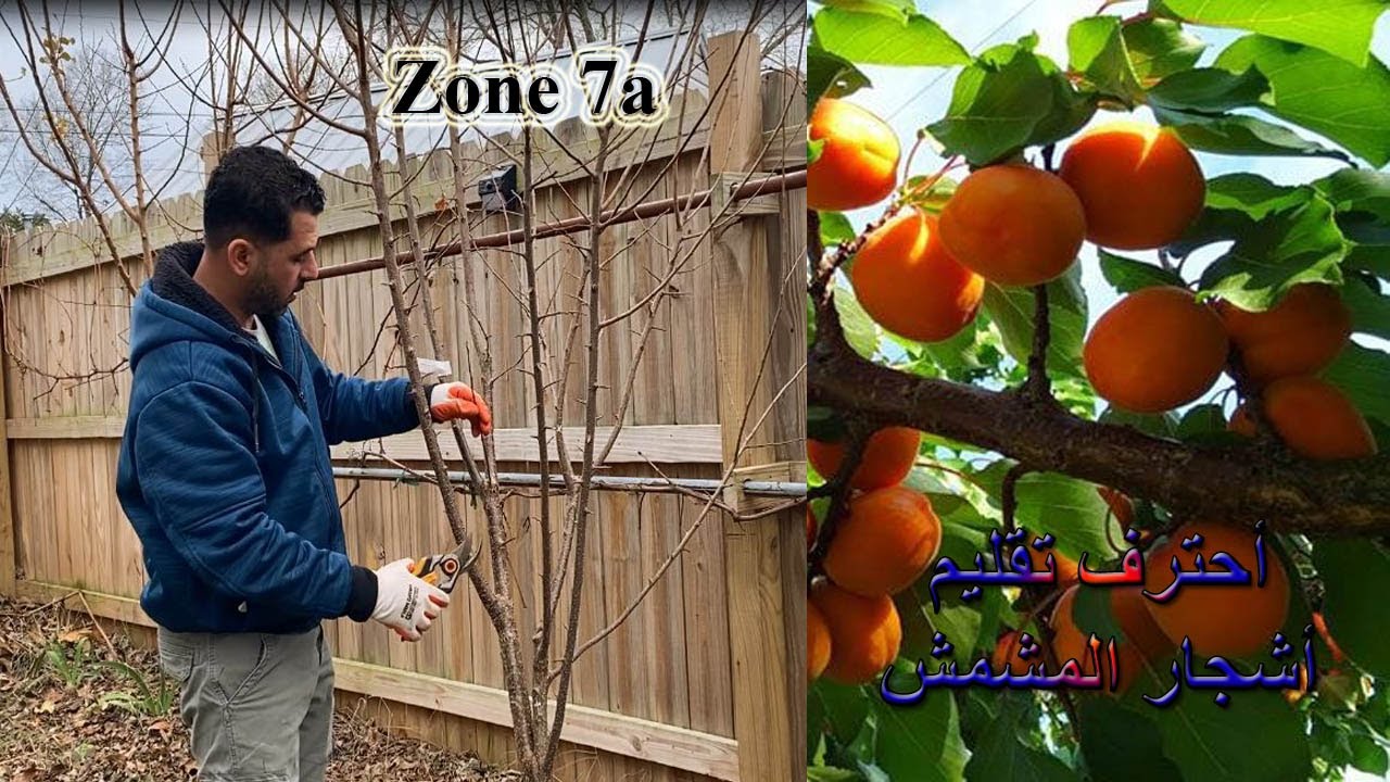براعم الاثمار والتقليم الصحيح لشجرة المشمش Prune Apricot tree