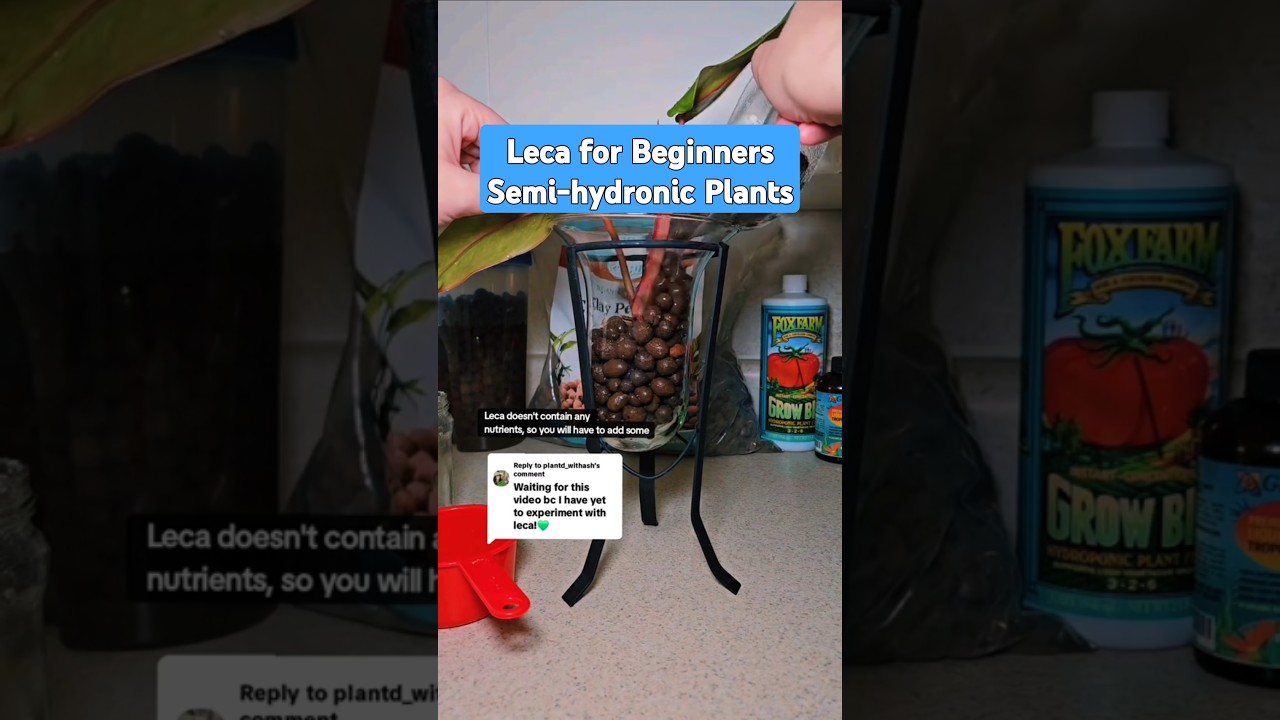 L.E.C.A. for Beginners #Growing #IndoorPlants #SemiHydroponics