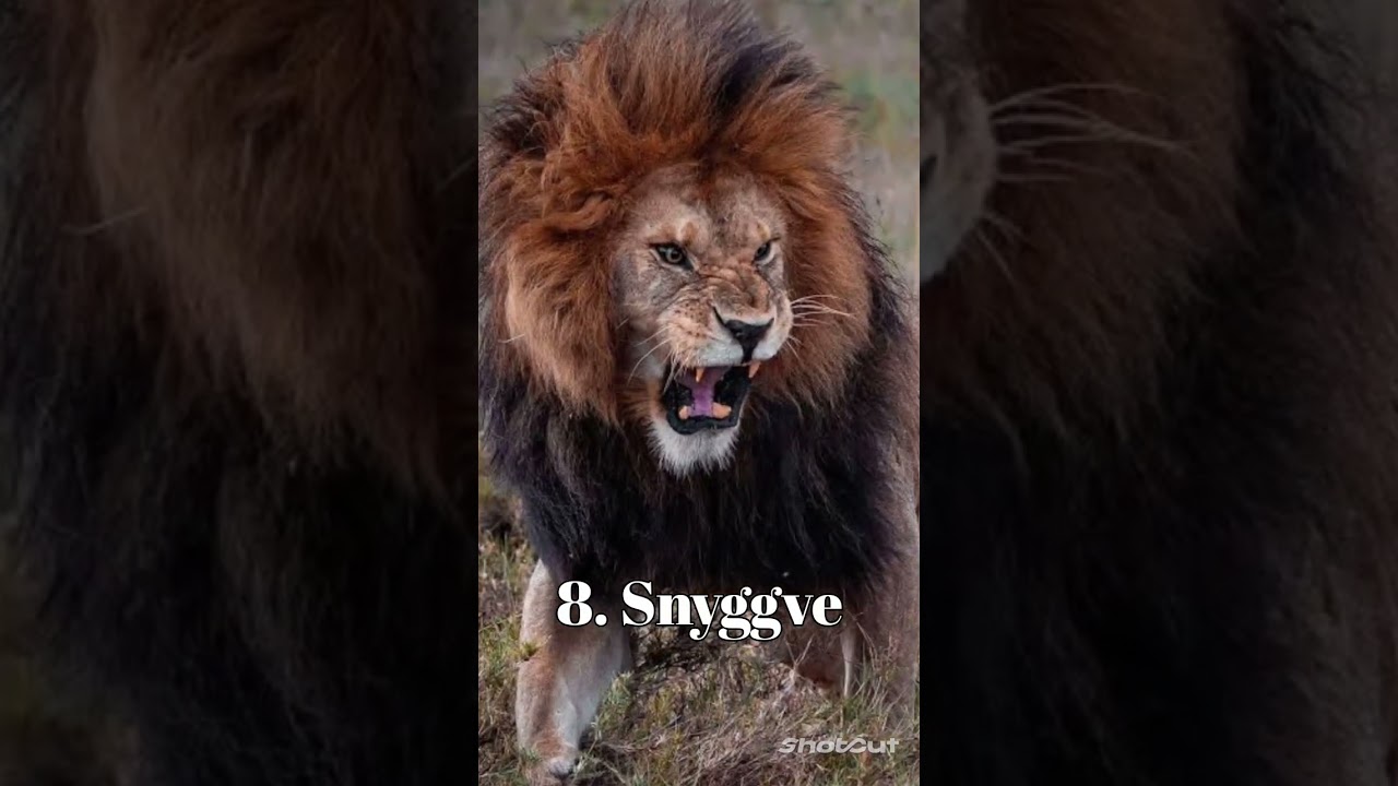 Top 10 Most Famous Lions of Africa #shorts #africa