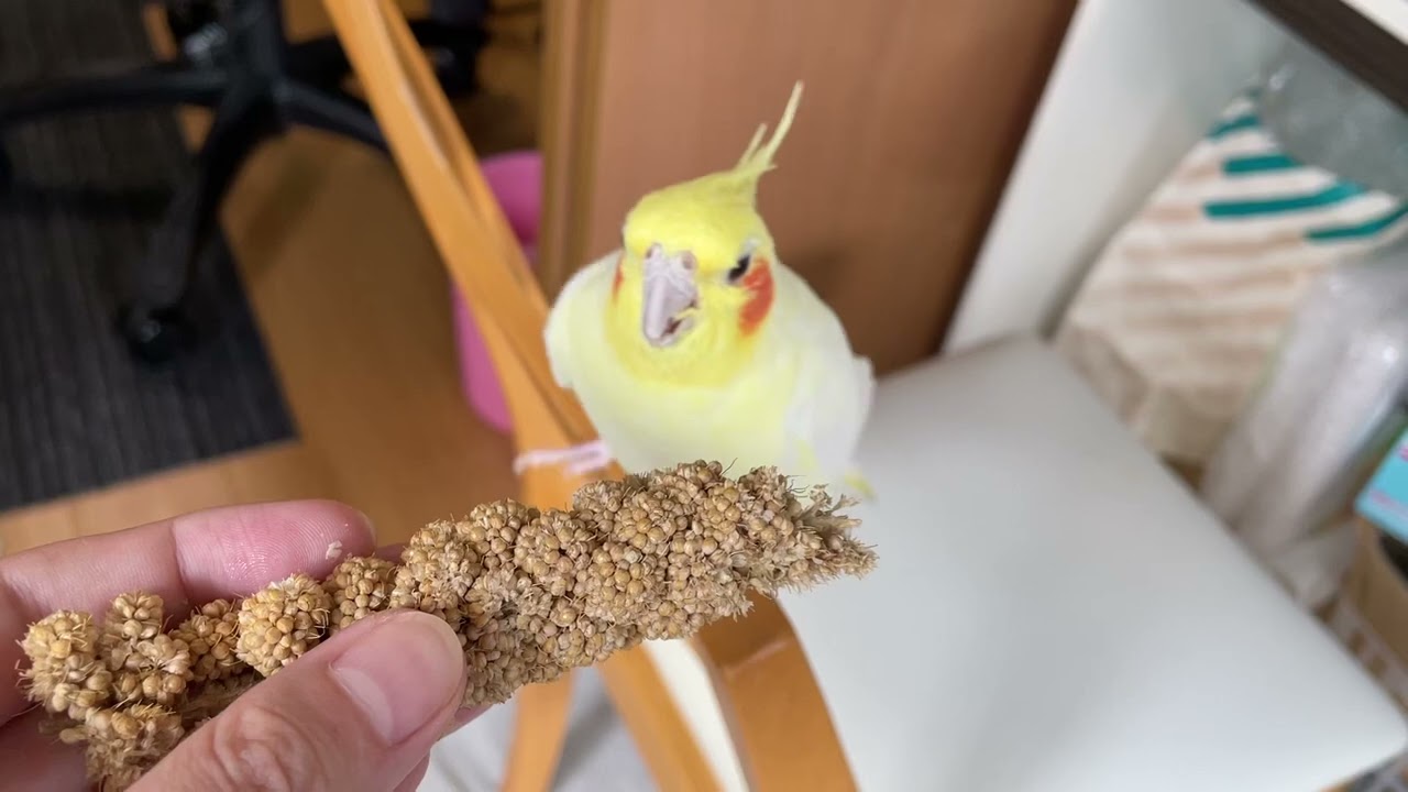 食べ方が丁寧なオカメインコ