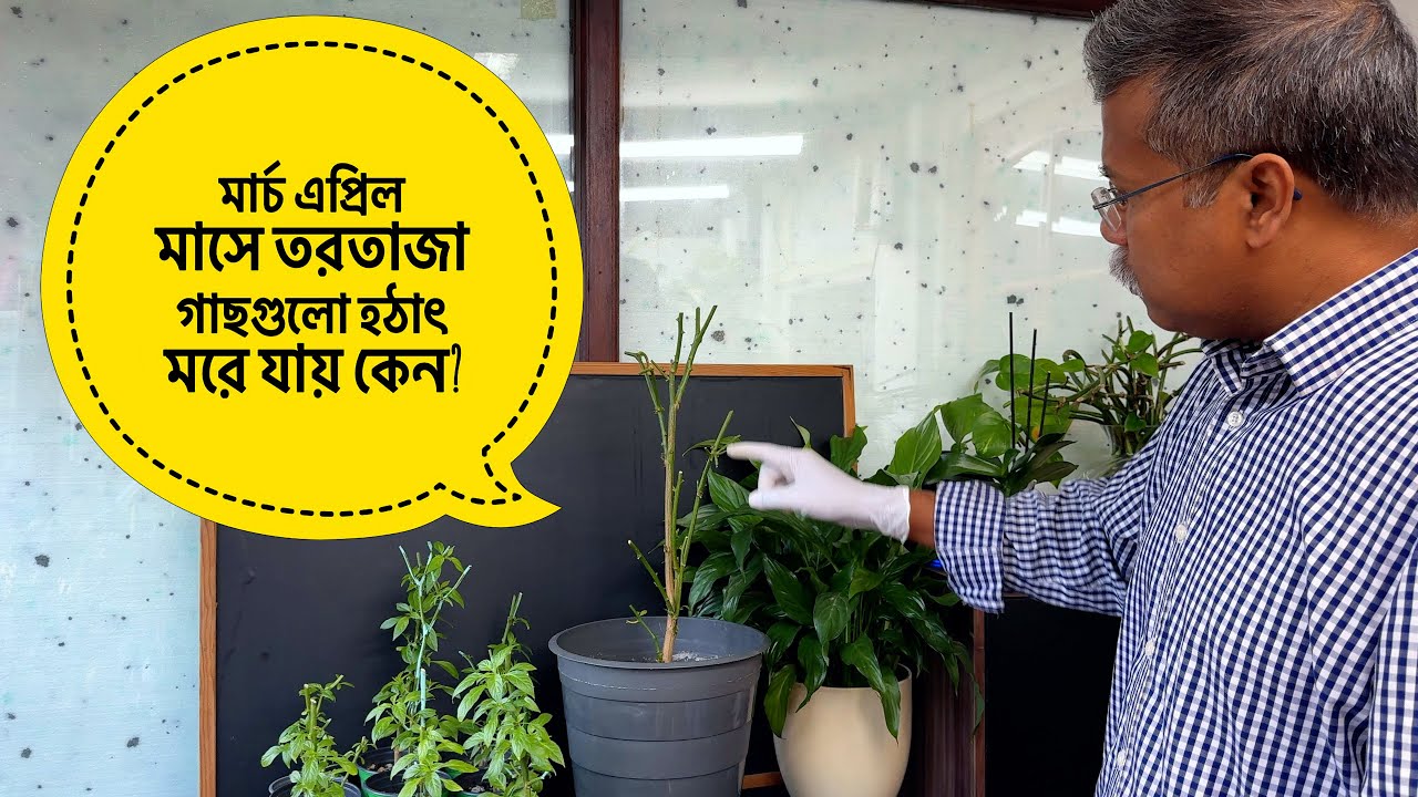 শীতের দেশে হেলদি গাছ মার্চ মাসে হঠাৎ মরে যায়? কারণ ও প্রতিকার | গাছ বাঁচানোর উপায় | Gardening Tips