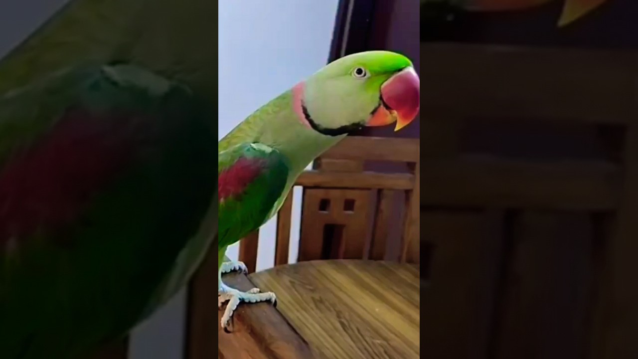 Pablo Parrot talking Mummy Mummy ❤️#shorts #parrot #talkingparrot