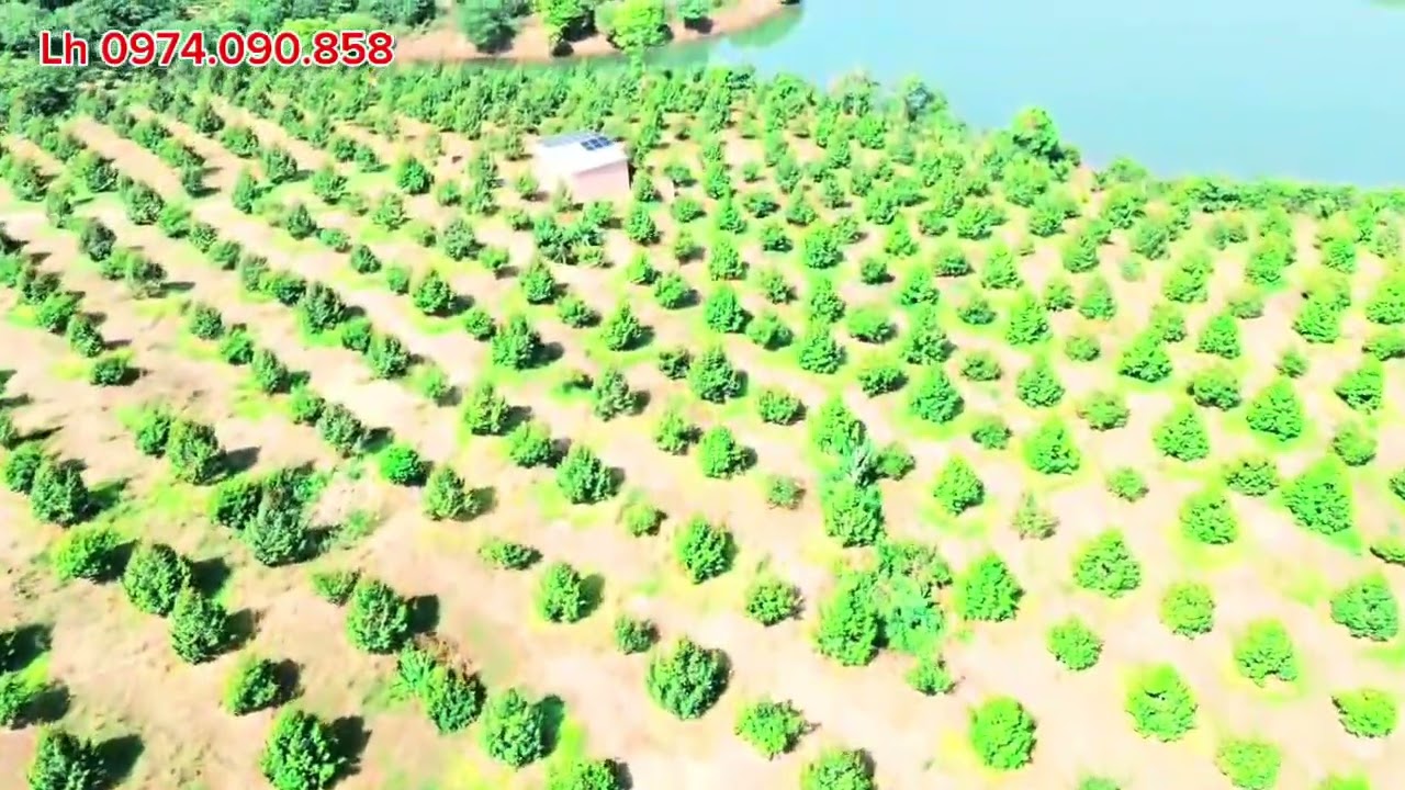 Chủ ở xa cần bán 2,7ha sầu riêng Thái và xen chôm chôm đều đã được thu hoạch,view hồ Thác mơ,Bù Đăng