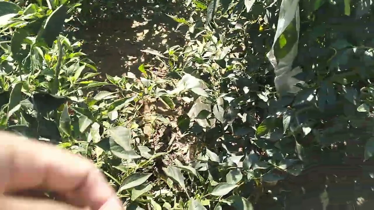 👉เก็บพริกสวนป้าหลาย🌶️ รอบก่อนสุดท้าย 🧑‍🌾กับทีมงานเก็บคุณภาพ#บ่าวต้นคนไทบ้าน 