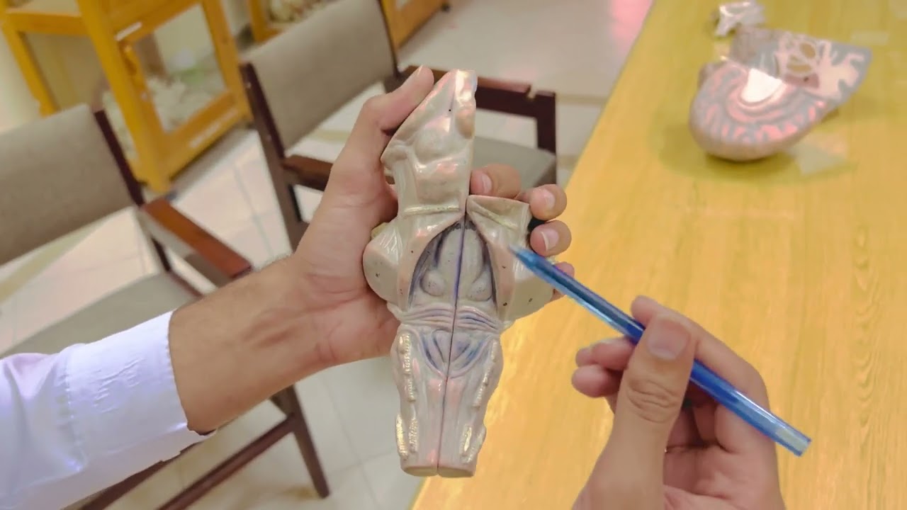 BrainStem Model | Anatomy | MD