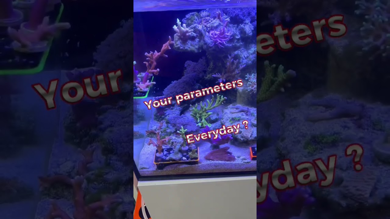Do you test your parameters everyday? #clown #testing #giveaway #youtubeshorts #reefer #corals