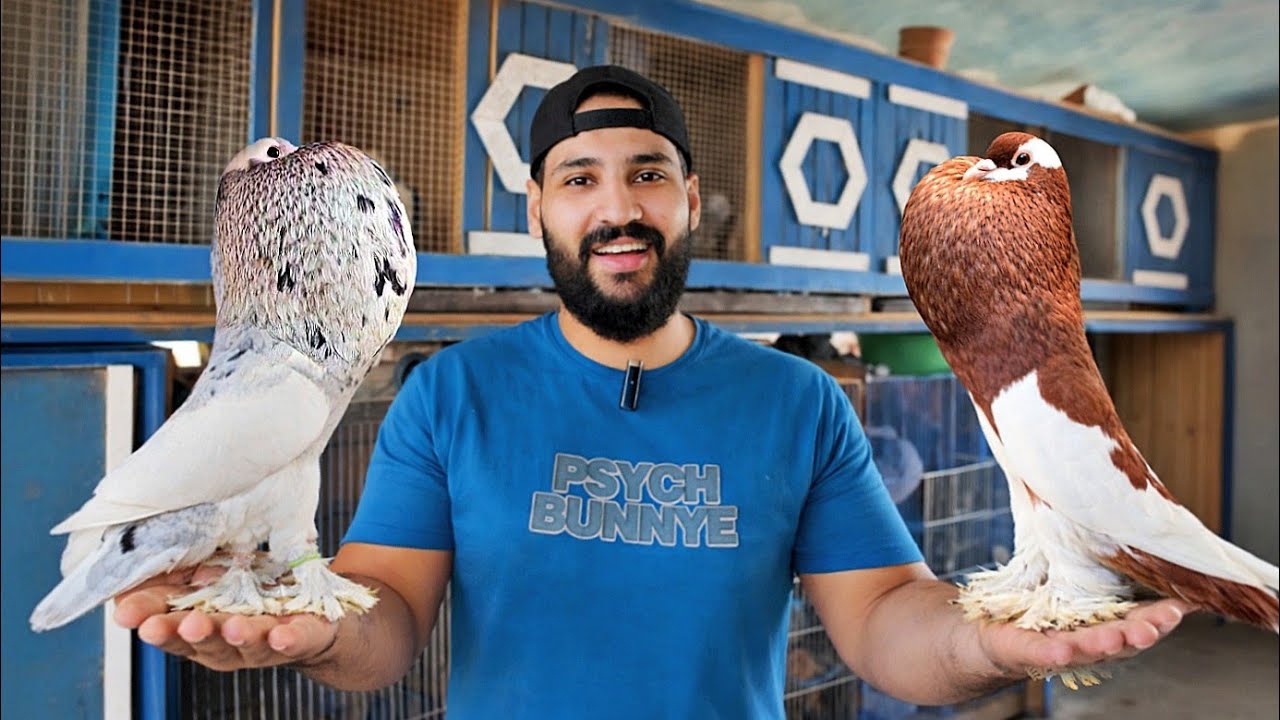 هخليك تربي حمام غالي 👌كل المعلومات عن مشروع تربية الحمام الغالي😍
