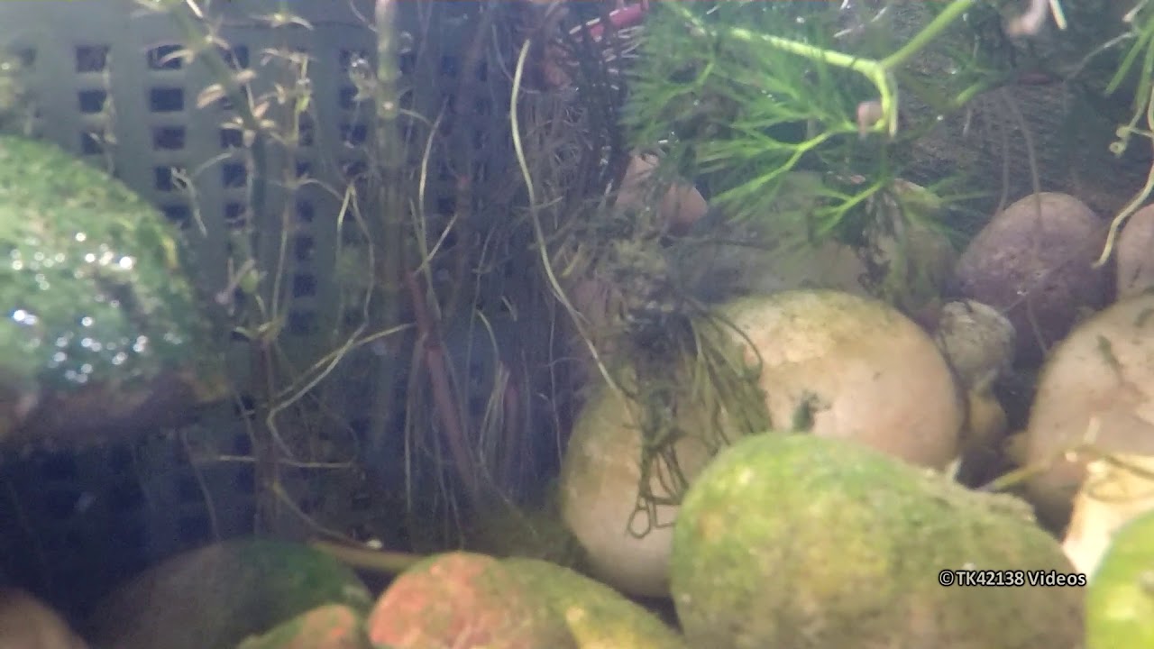 Exploring our small wildlife pond using a Go Pro 3 Hero