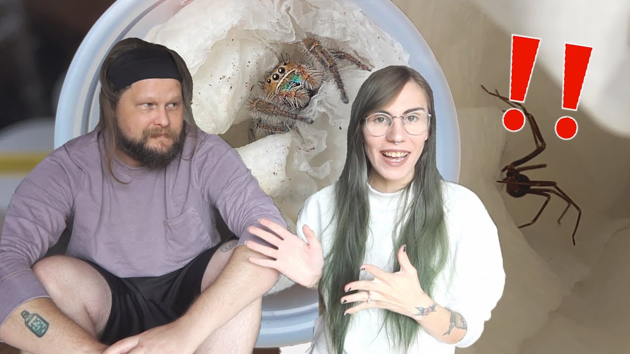 Unboxing SCARY! RECLUSE! and JUMPING SPIDER PAIRS with Mr. tarantula kat