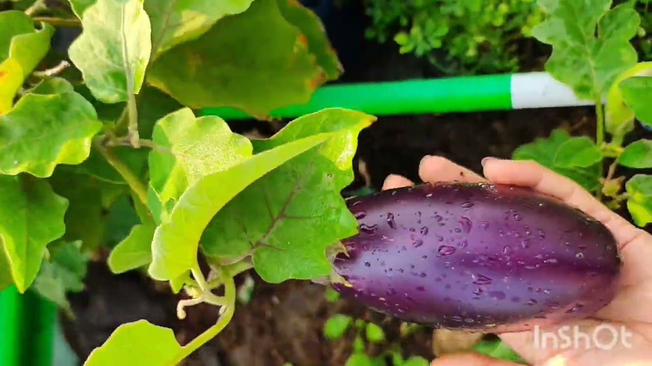 किंग्स बारी 🌺🌾