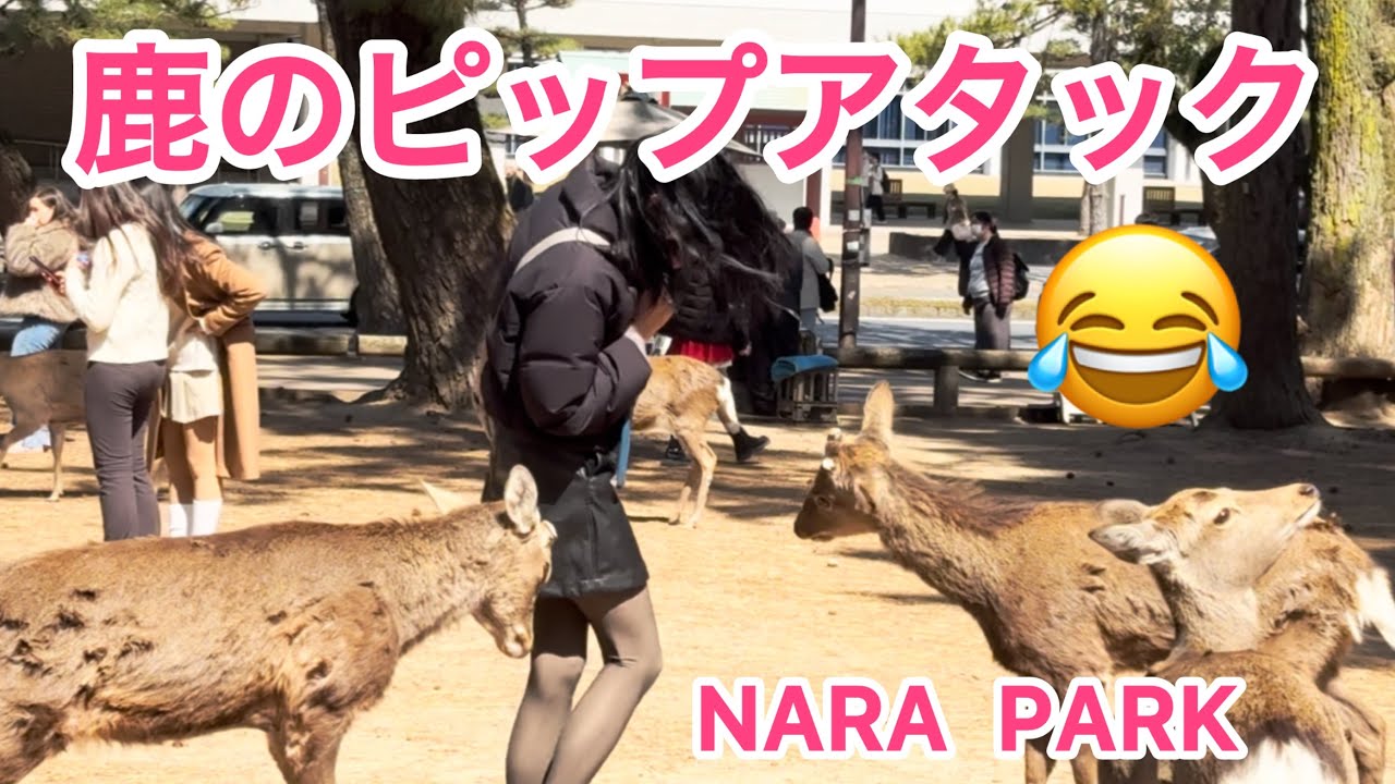 鹿のピップアタック😂観光客の反応🦌NARA  PARK