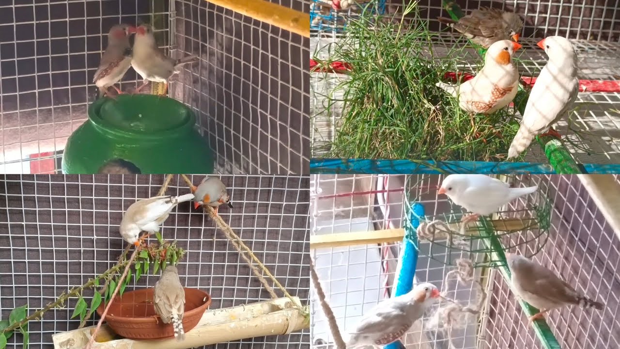 Zebra Finch's joyful Jamboree ❤️