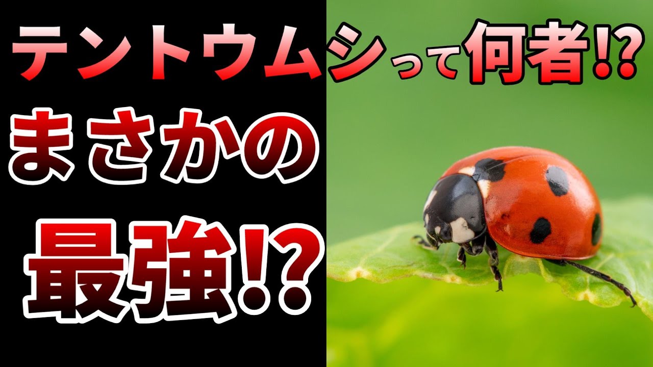 【ゆっくり】益虫？害虫？マジで強い！テントウムシの生態とは⁉