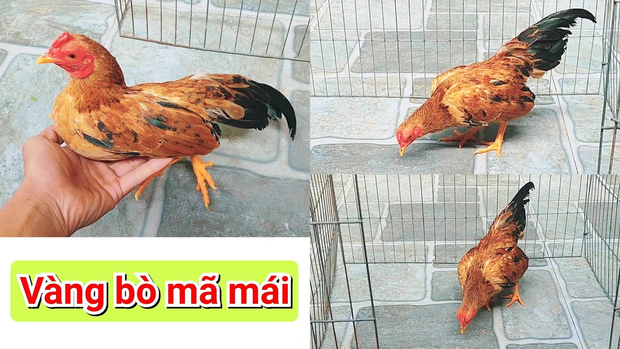 Gà tre bắc 50 : trống vàng bò mã lại