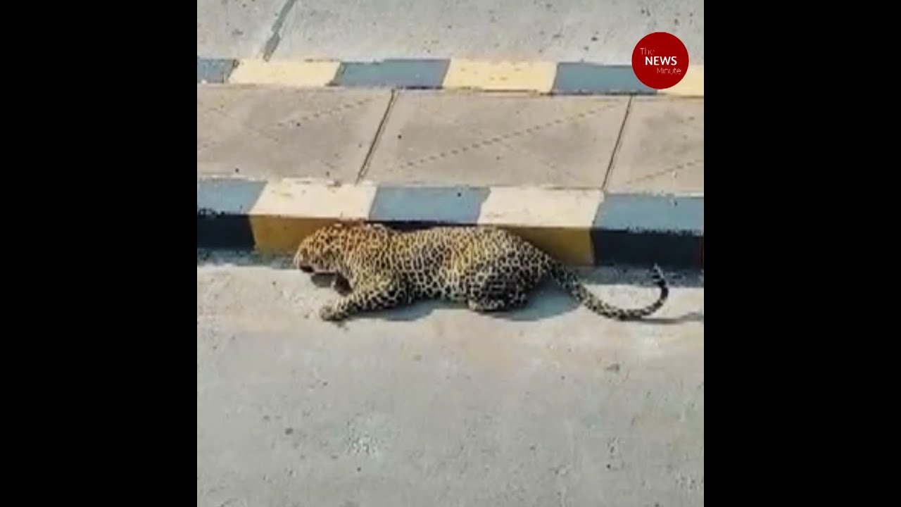 Watch: Leopard resting on Hyderabad road triggers panic, search operations on