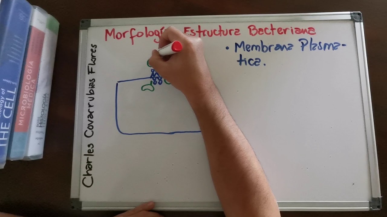 Morfología y Estructura Bacteriana