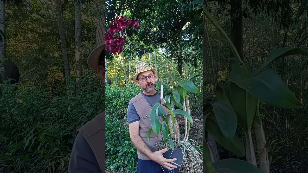 SCHOMBURGKIA UNDULATA X CATTLEYA CHOCOLATE DROP - espetacular e floração fantástica.