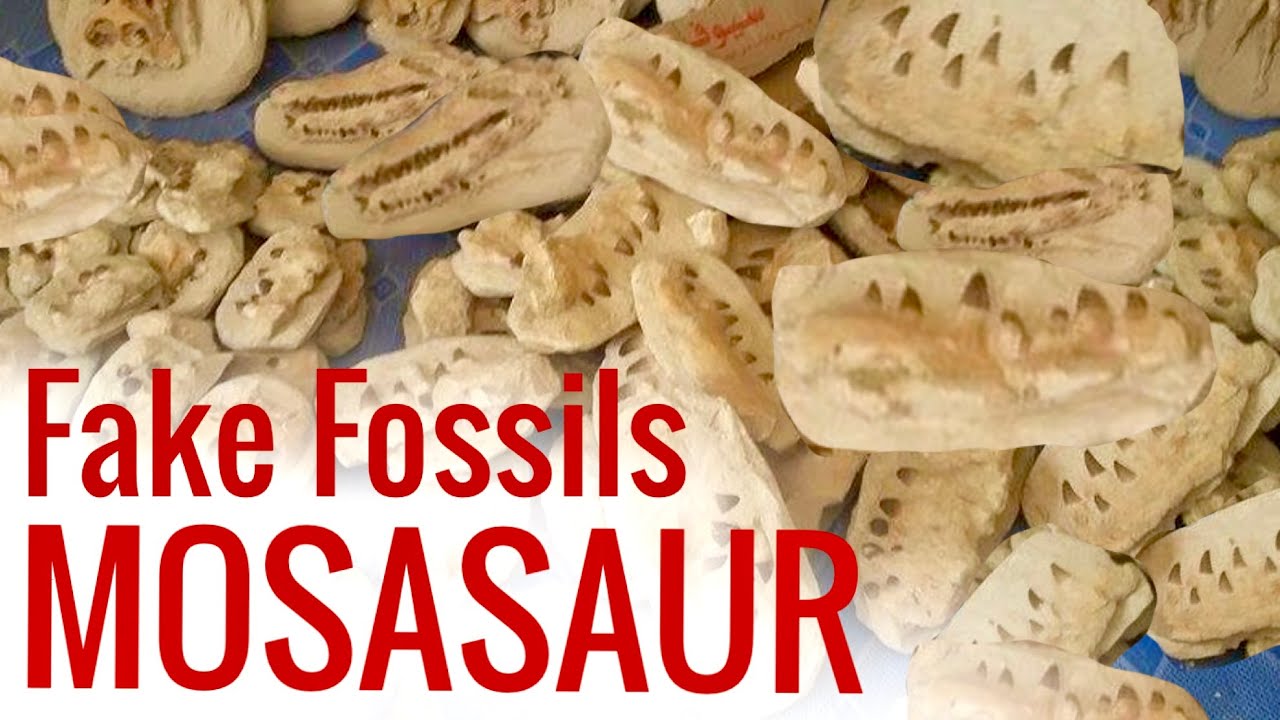 Riconoscere Fossili Falsi DENTI MOSASAURO