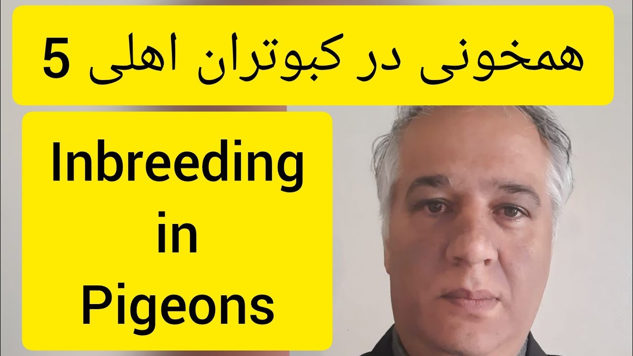 ❤️🔷  همخونی در کبوتران خانگی  (شماره 5 از 11 ) توسط آقای دکتر عباس اسدزاده   Inbreeding in Pigeons