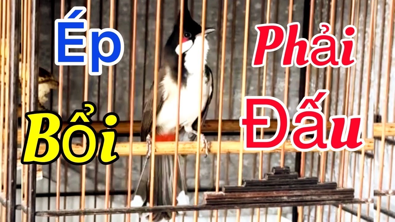 Chào mào hót kích bổi căng lửa, luyện chào mào hót đấu căng | Ro kình kích bổi giúp chim căng lửa