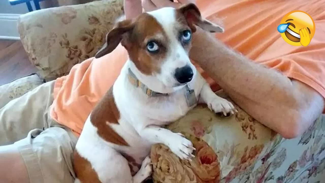 A dog's love for a baby - Heartwarming moments! 👦 #animals #funny_videos #funny_animals