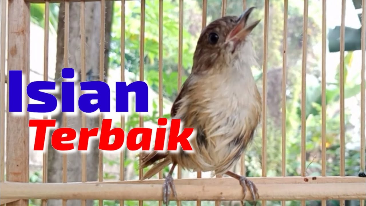 Flamboyan gacor ngebren rapat full nyerecet||isian terbaik
