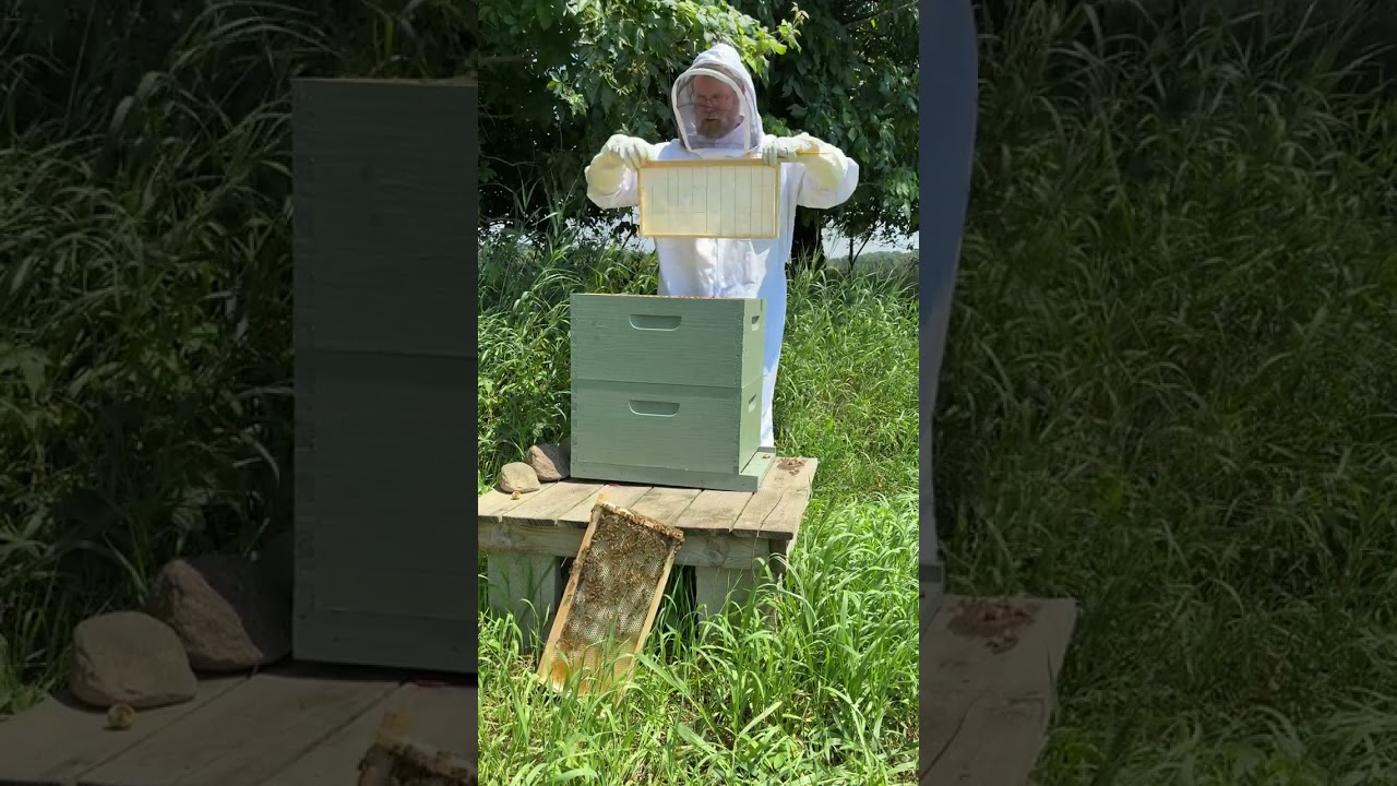 Will they draw comb? July hive inspection of installed NUC