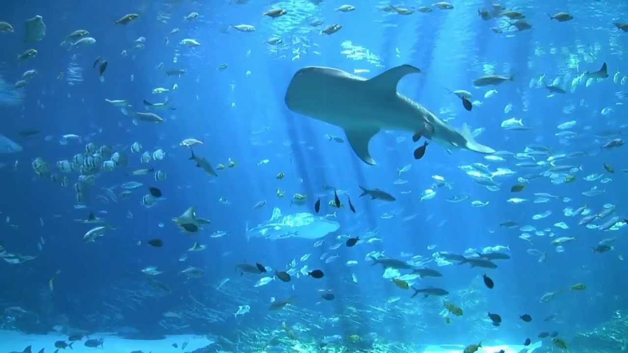 largest aquarium tank in the world - world's largest aquarium
