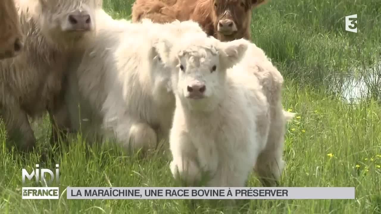 ANIMAUX : La maraîchine, une race bovine à préserver