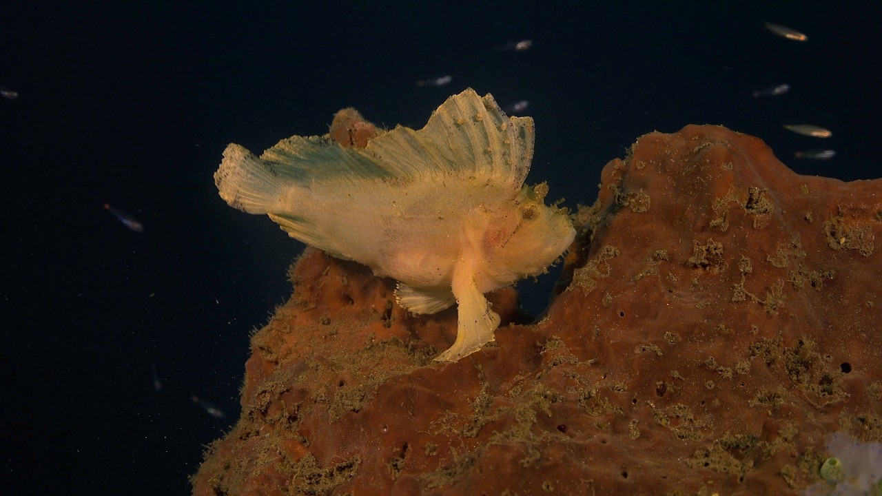 Diving Bali 2025    4K