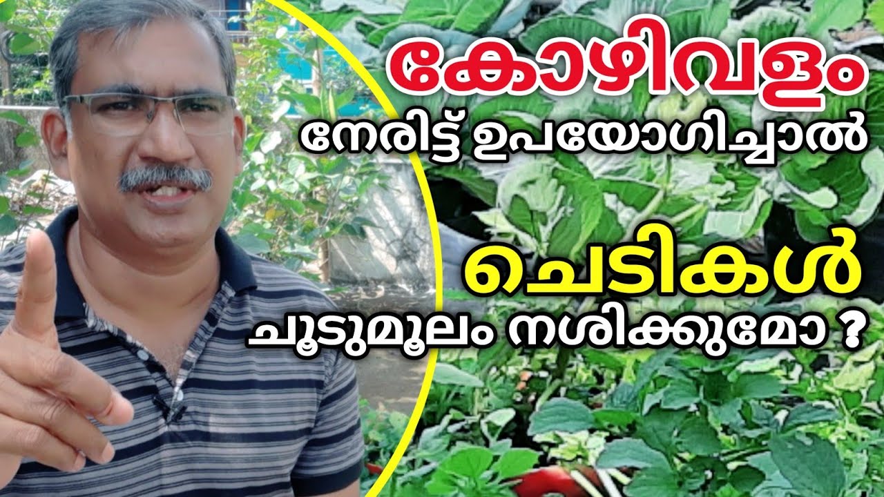 കോഴിവളം നേരിട്ട് ചെടികൾക്ക് ഉപയോഗിക്കാൻ സാധിക്കുമോ ? | How to Use Fresh Chicken Manure | A&Q 4
