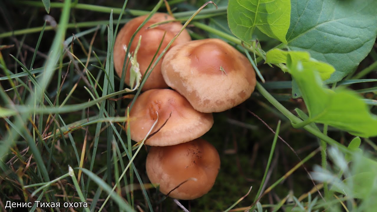 Луговой опёнок | Marasmius oreades