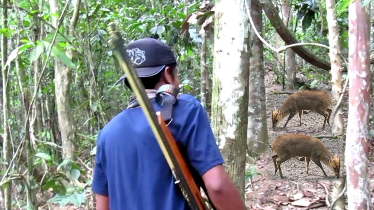 GILA TERNYATA‼️DUA EKOR KIJANG LANGSUNG DATANG JITU DENGAN VISER (berburu di hutan luas perbukitan)
