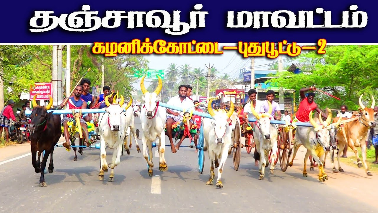 தஞ்சாவூர் மாவட்டம், பேராவூரணி கழனிக்கோட்டை  2 பூஞ்சிட்டு மாடு 28/02/2026