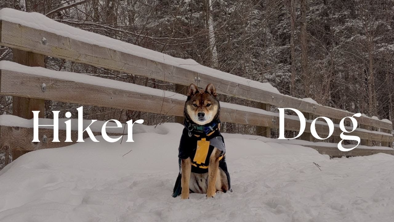 Это ваш знак начать зимние походы с вашей собакой ❄️ 🍪 🎅 Рождественские ярмарки и праздничные ужины