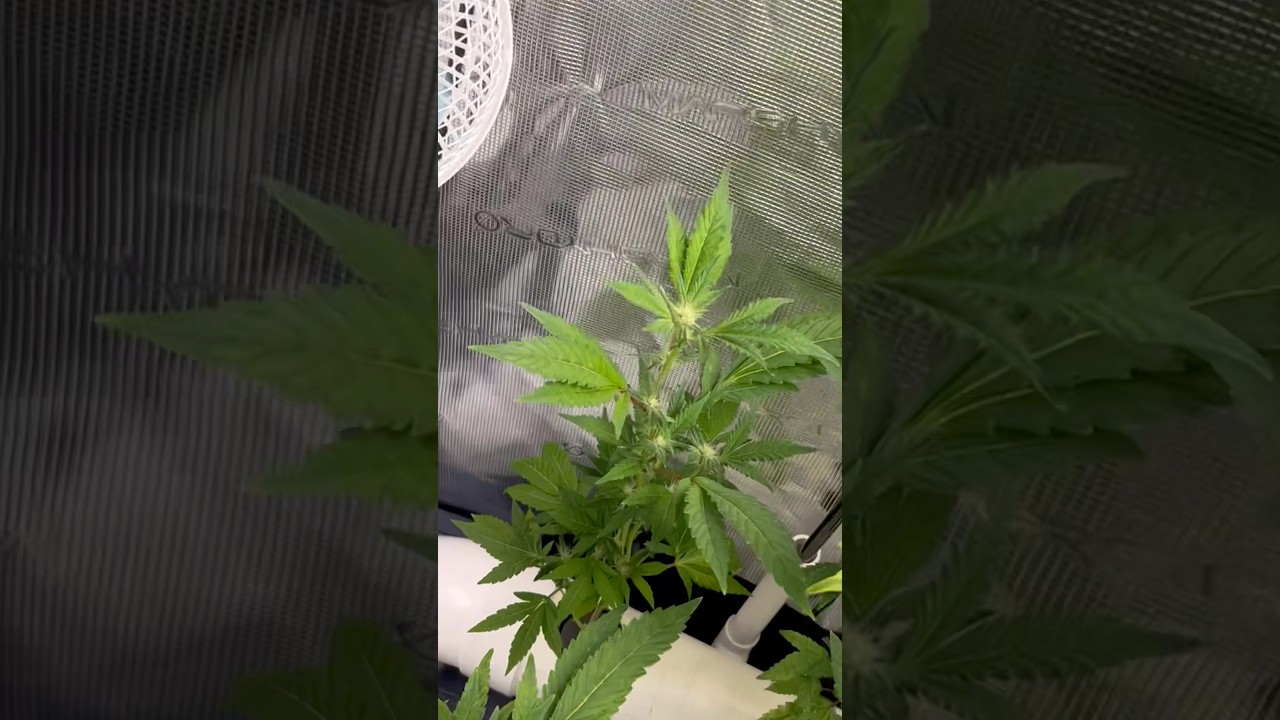 Cannabis NFT Hydroponics
