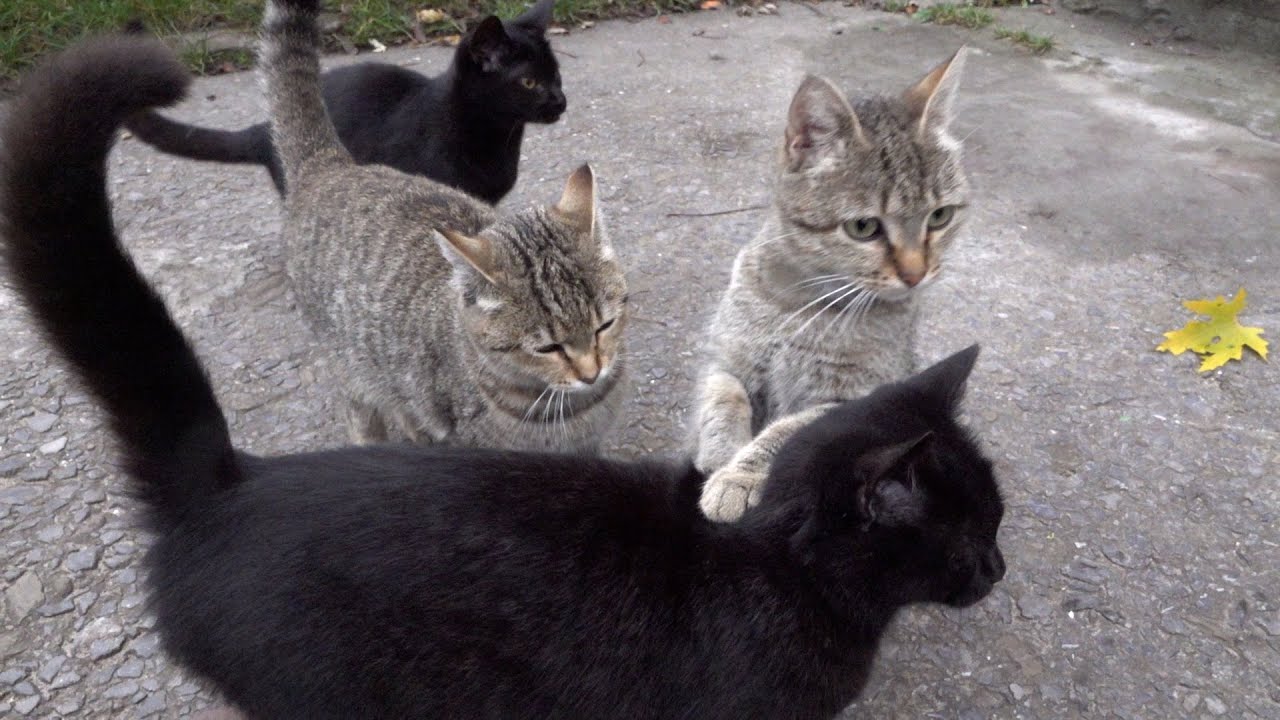 Angry but greedy black kitten against brothers