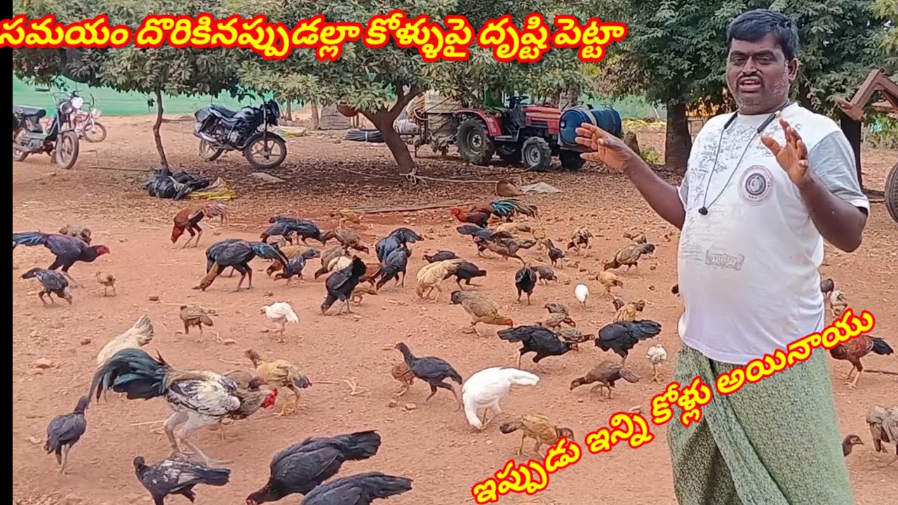 ఇంత తొందరగా ఇన్ని కోళ్ళు అవుతాయి అని అనుకోలేదు 