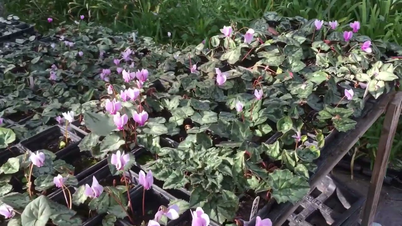 Mid October ‘22 @stinkyditchnursery750