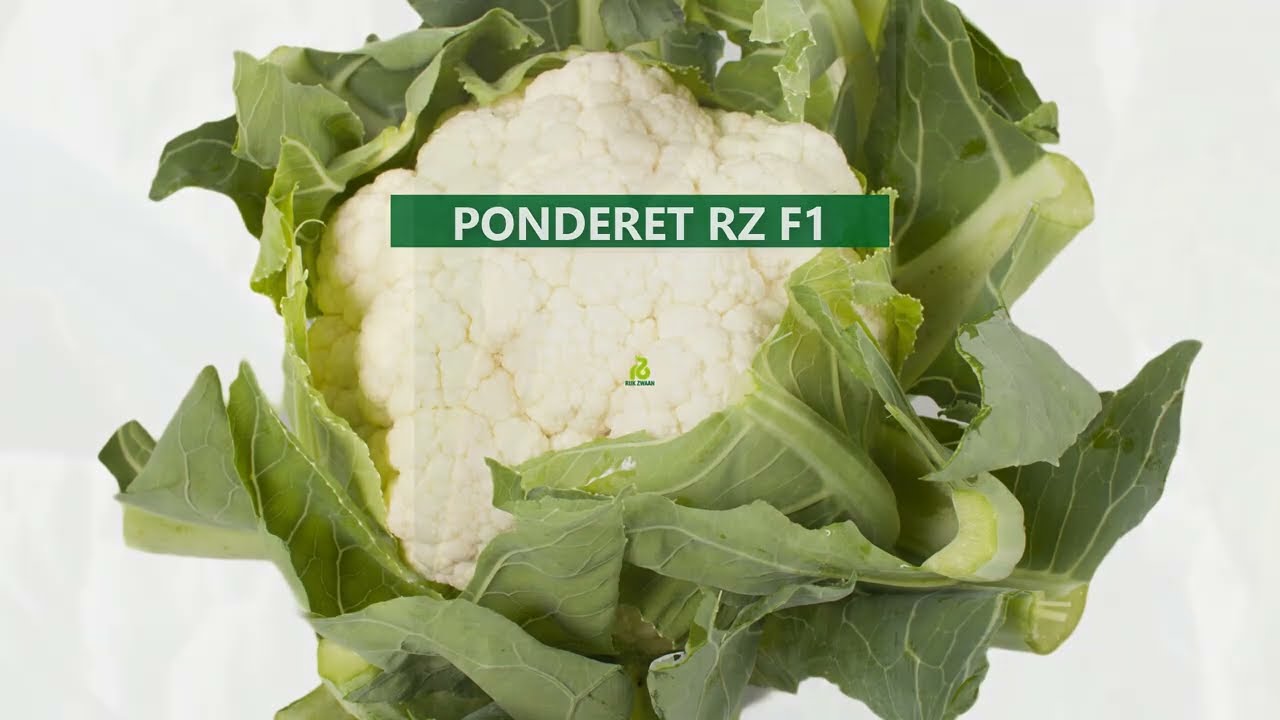 Ponderet RZ _Rijk zwaan's cauliflower variety
