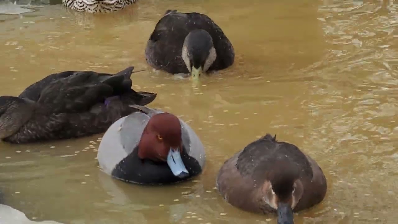 Waterfowl Aviary January 2022