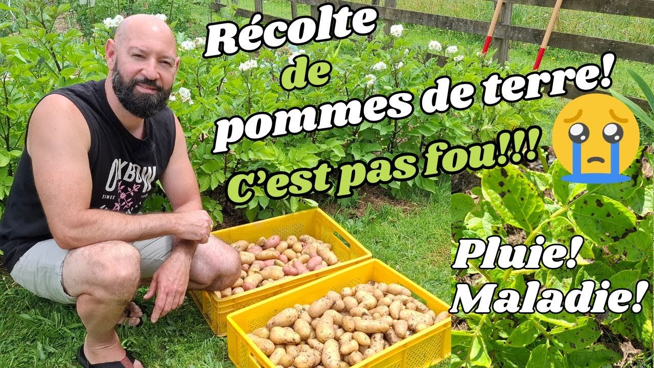 Minuscule récolte de Pommes de terre.